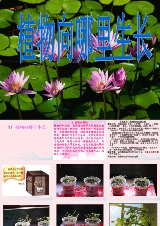 四年级科学下册 第四单元 生物与环境 第16课《植物向哪里长》课件 青岛版五四制-青岛版小学四年级下册自然科学课件
