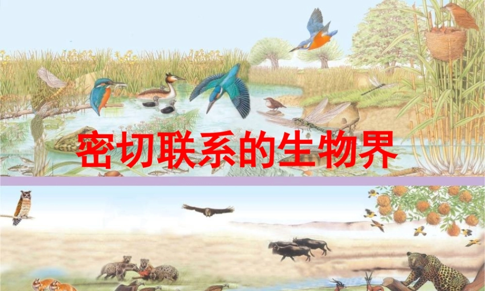 四年级科学下册 第四单元 生物与环境 第18课《密切联系的生物界》课件1 青岛版五四制-青岛版小学四年级下册自然科学课件