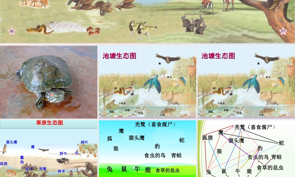 四年级科学下册 第四单元 生物与环境 第18课《密切联系的生物界》课件1 青岛版五四制-青岛版小学四年级下册自然科学课件