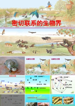 四年级科学下册 第四单元 生物与环境 第18课《密切联系的生物界》课件1 青岛版五四制-青岛版小学四年级下册自然科学课件