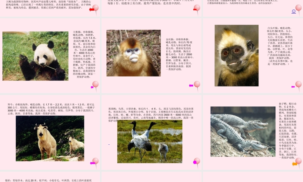 四年级科学下册 第四单元 生物与环境 第19课《珍稀动植物》课件1 青岛版五四制-青岛版小学四年级下册自然科学课件