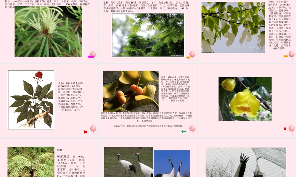 四年级科学下册 第四单元 生物与环境 第19课《珍稀动植物》课件1 青岛版五四制-青岛版小学四年级下册自然科学课件