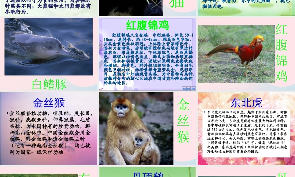 四年级科学下册 第四单元 生物与环境 第19课《珍稀动植物》课件2 青岛版五四制-青岛版小学四年级下册自然科学课件