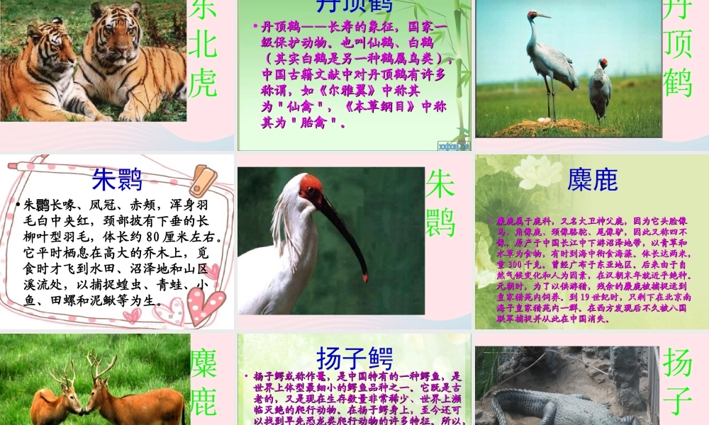 四年级科学下册 第四单元 生物与环境 第19课《珍稀动植物》课件2 青岛版五四制-青岛版小学四年级下册自然科学课件