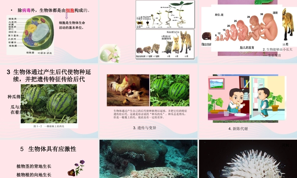 四年级科学下册 第四单元 生长与变化 第10课《周围的生物》课件1 冀教版-冀教版小学四年级下册自然科学课件