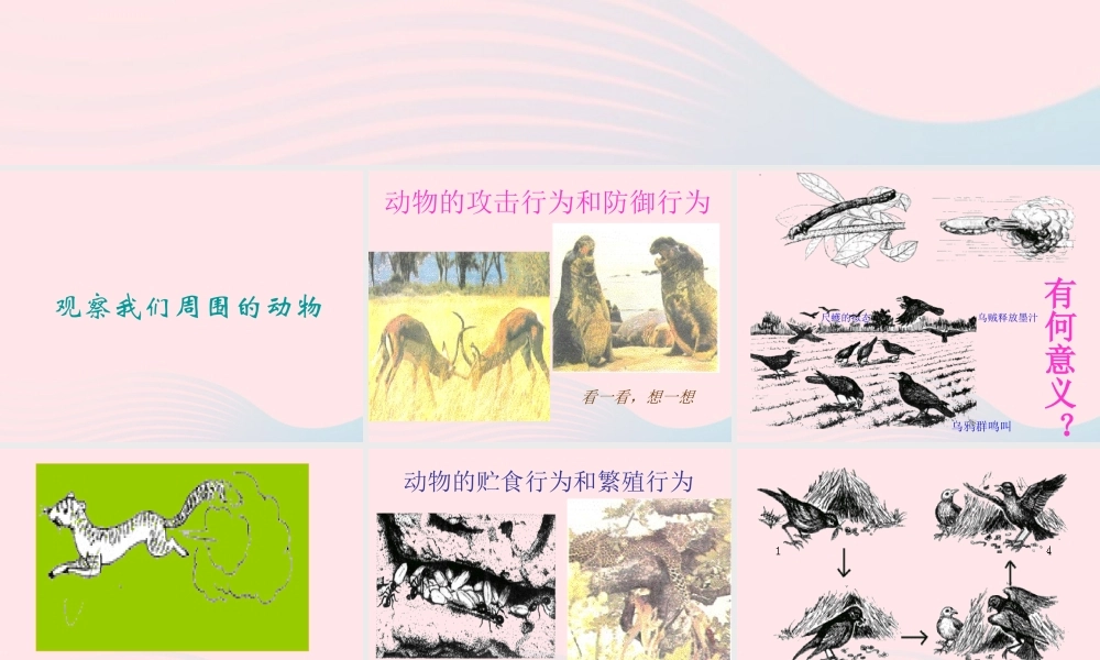 四年级科学下册 第四单元 生长与变化 第10课《周围的生物》课件2 冀教版-冀教版小学四年级下册自然科学课件