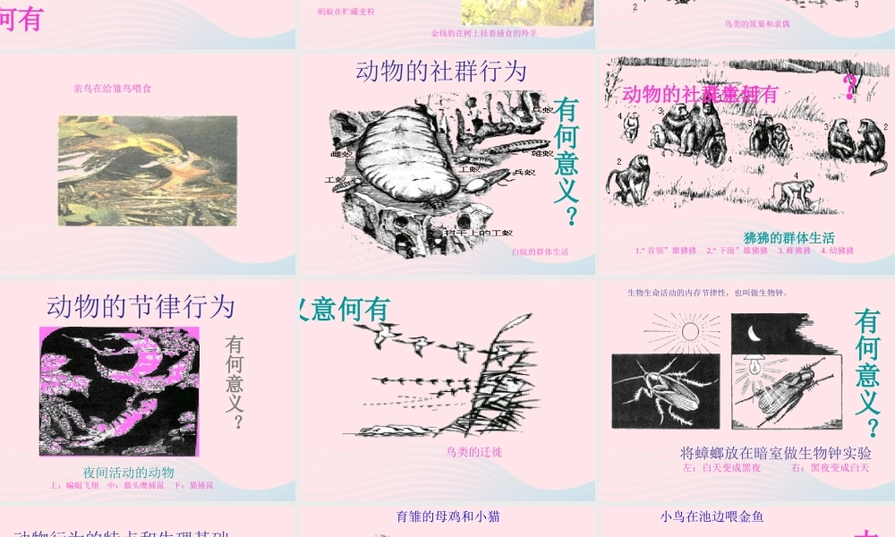 四年级科学下册 第四单元 生长与变化 第10课《周围的生物》课件2 冀教版-冀教版小学四年级下册自然科学课件