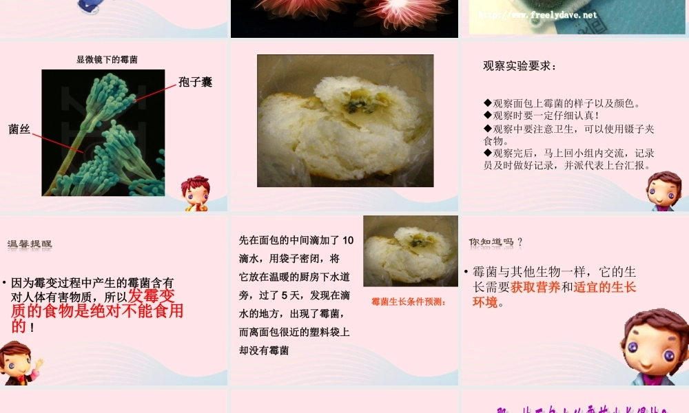 四年级科学下册 3 食物 5 面包发霉了课件 教科版-教科版小学四年级下册自然科学课件