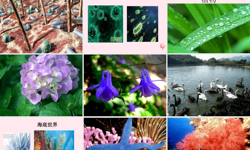 四年级科学下册 第四单元 生长与变化 第10课《周围的生物》课件4 冀教版-冀教版小学四年级下册自然科学课件