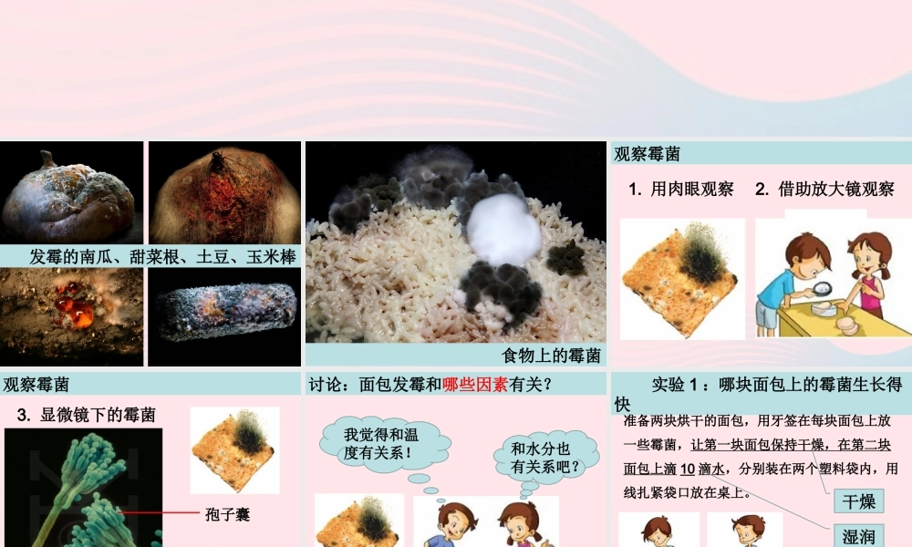 四年级科学下册 3 食物 5 面包发霉了课件2 教科版-教科版小学四年级下册自然科学课件