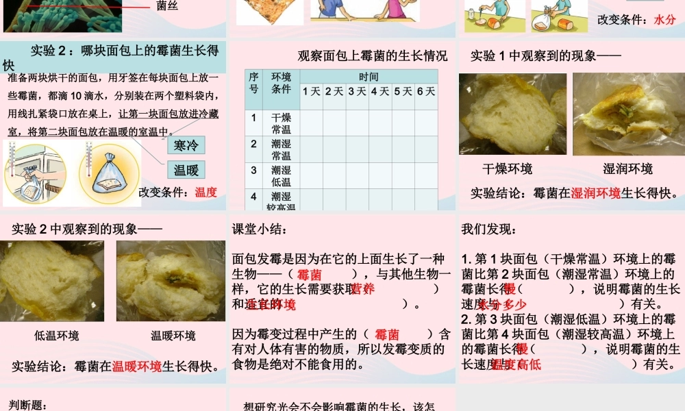 四年级科学下册 3 食物 5 面包发霉了课件2 教科版-教科版小学四年级下册自然科学课件
