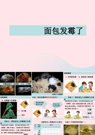 四年级科学下册 3 食物 5 面包发霉了课件2 教科版-教科版小学四年级下册自然科学课件