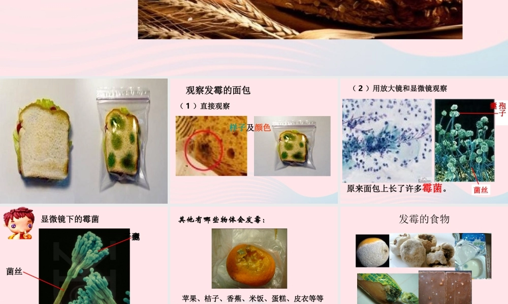 四年级科学下册 3 食物 5 面包发霉了课件3 教科版-教科版小学四年级下册自然科学课件