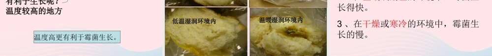 四年级科学下册 3 食物 5 面包发霉了课件3 教科版-教科版小学四年级下册自然科学课件