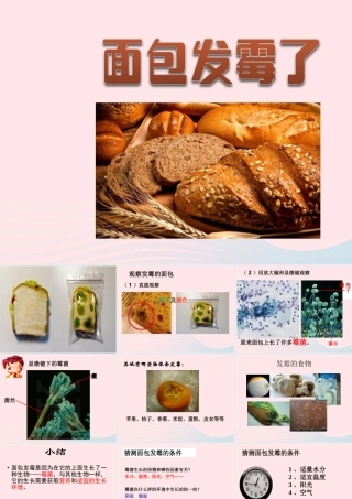 四年级科学下册 3 食物 5 面包发霉了课件3 教科版-教科版小学四年级下册自然科学课件