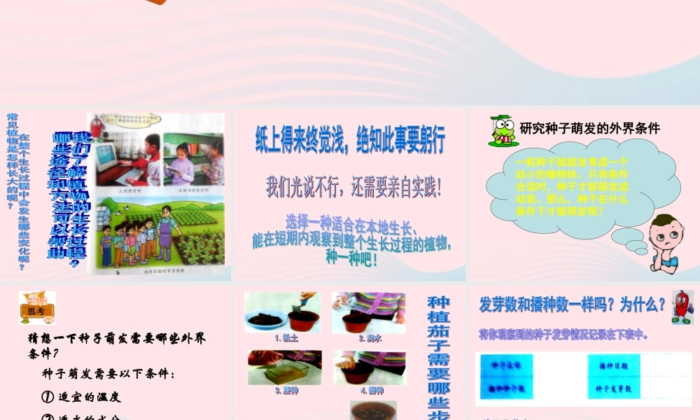 四年级科学下册 第四单元 生长与变化 第11课《种茄子》课件1 冀教版-冀教版小学四年级下册自然科学课件