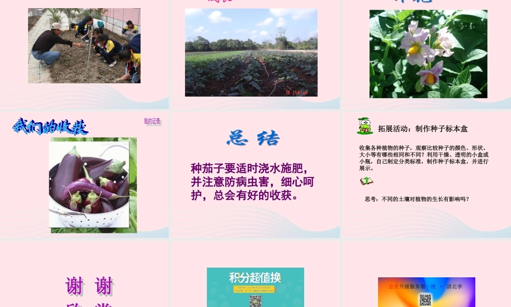 四年级科学下册 第四单元 生长与变化 第11课《种茄子》课件1 冀教版-冀教版小学四年级下册自然科学课件