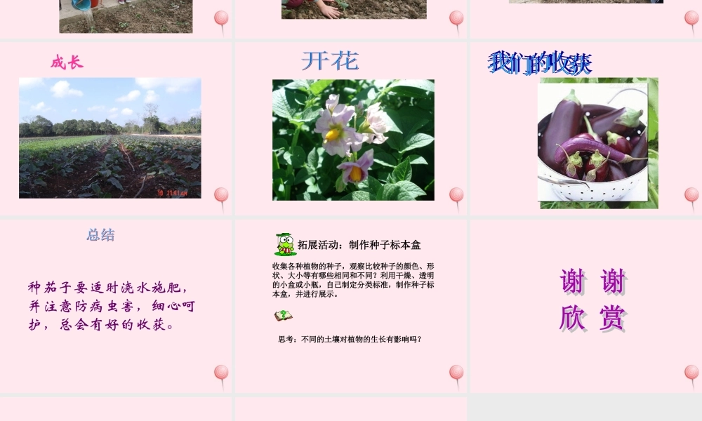 四年级科学下册 第四单元 生长与变化 第11课《种茄子》课件2 冀教版-冀教版小学四年级下册自然科学课件