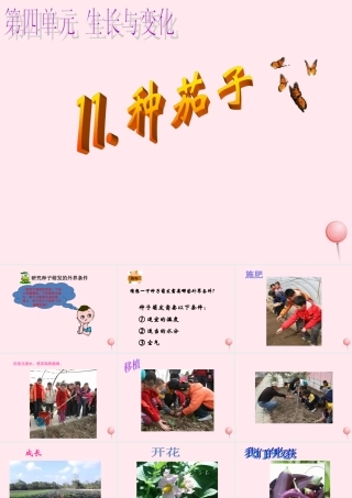 四年级科学下册 第四单元 生长与变化 第11课《种茄子》课件2 冀教版-冀教版小学四年级下册自然科学课件