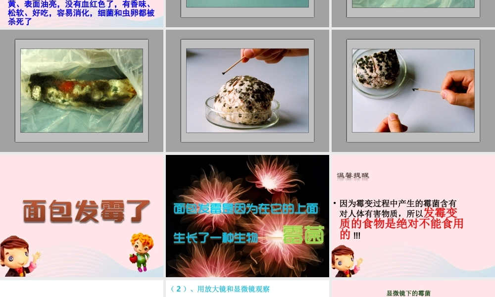 四年级科学下册 3 食物 5 面包发霉了课件4 教科版-教科版小学四年级下册自然科学课件