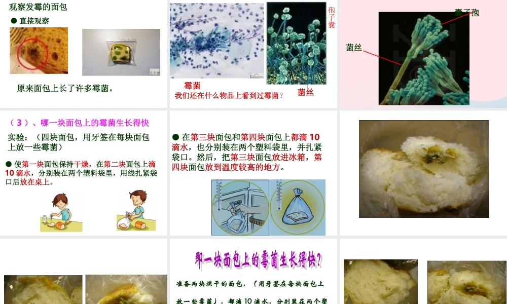 四年级科学下册 3 食物 5 面包发霉了课件4 教科版-教科版小学四年级下册自然科学课件
