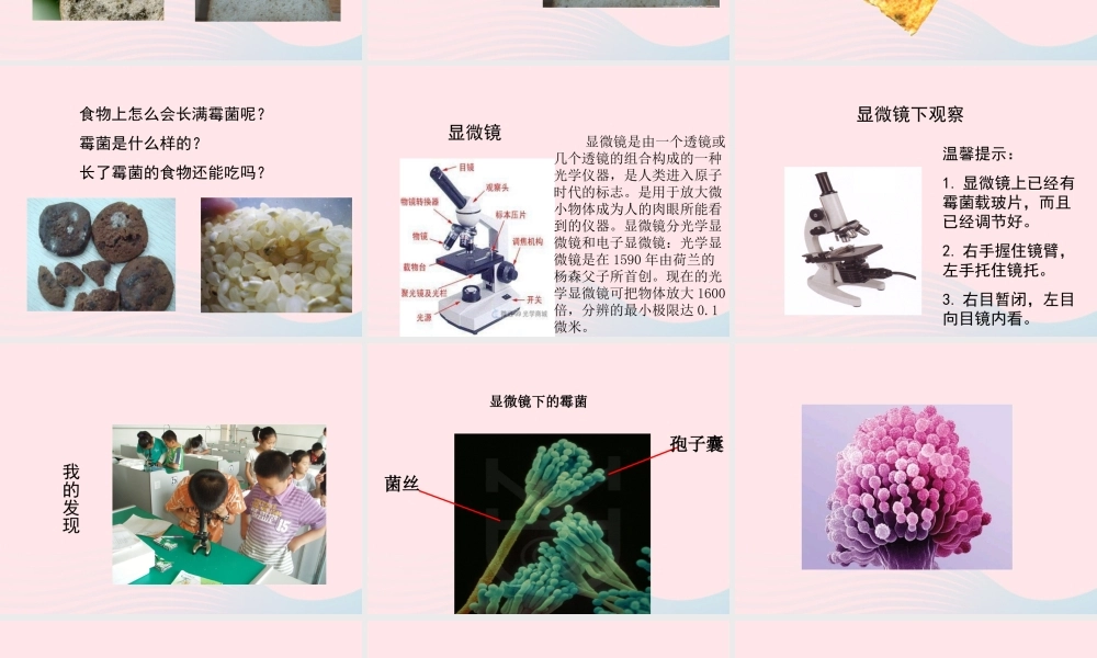 四年级科学下册 3 食物 5 面包发霉了课件5 教科版-教科版小学四年级下册自然科学课件