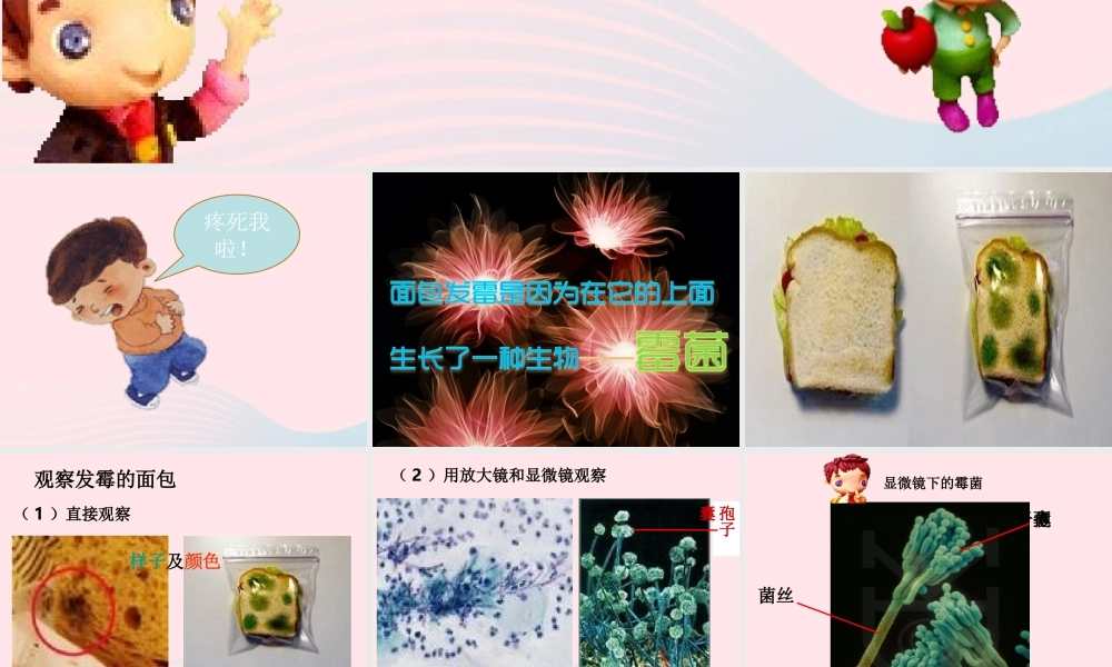 四年级科学下册 3 食物 5 面包发霉了课件6 教科版-教科版小学四年级下册自然科学课件