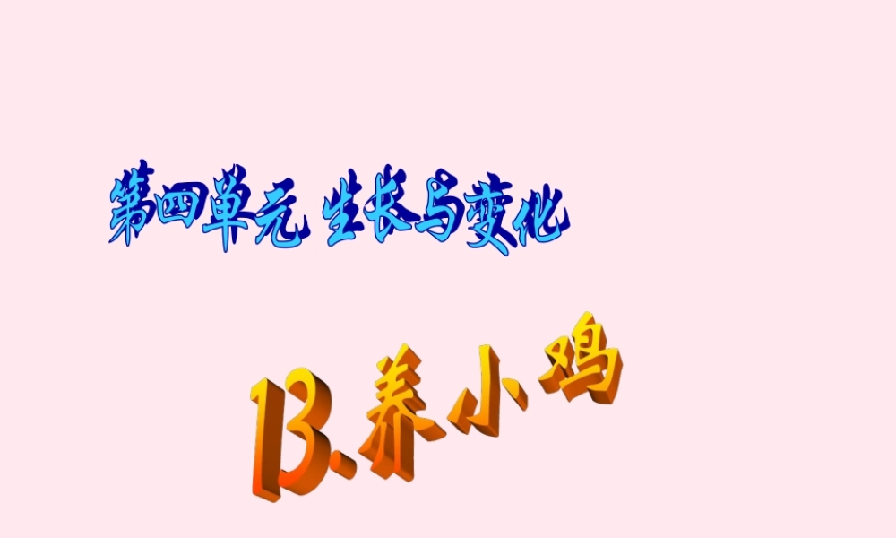 四年级科学下册 第四单元 生长与变化 第13课《养小鸡》课件1 冀教版-冀教版小学四年级下册自然科学课件