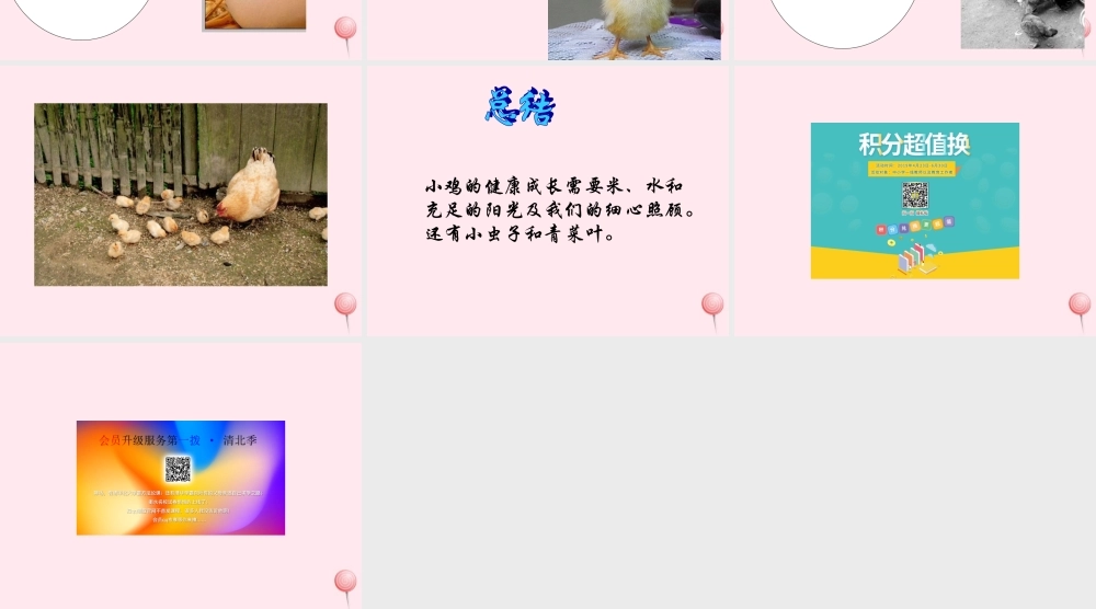 四年级科学下册 第四单元 生长与变化 第13课《养小鸡》课件1 冀教版-冀教版小学四年级下册自然科学课件