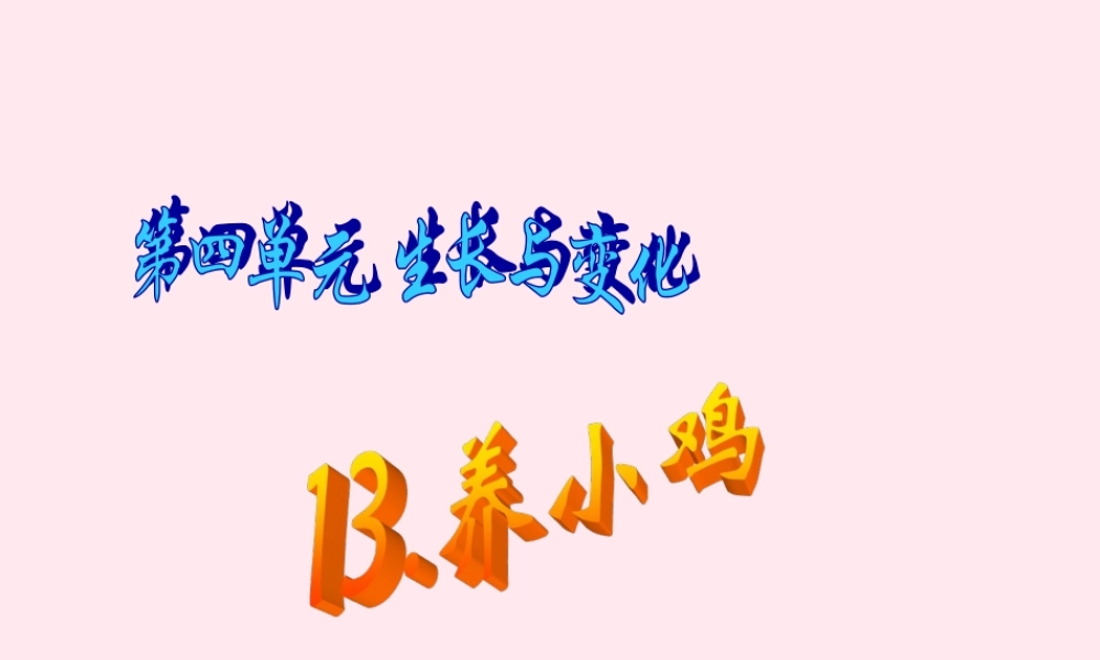 四年级科学下册 第四单元 生长与变化 第13课《养小鸡》课件2 冀教版-冀教版小学四年级下册自然科学课件