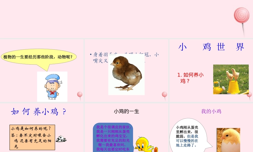 四年级科学下册 第四单元 生长与变化 第13课《养小鸡》课件2 冀教版-冀教版小学四年级下册自然科学课件
