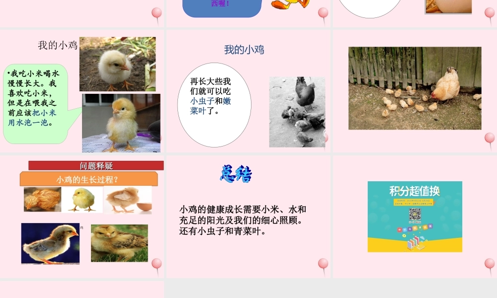 四年级科学下册 第四单元 生长与变化 第13课《养小鸡》课件2 冀教版-冀教版小学四年级下册自然科学课件