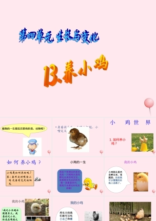 四年级科学下册 第四单元 生长与变化 第13课《养小鸡》课件2 冀教版-冀教版小学四年级下册自然科学课件