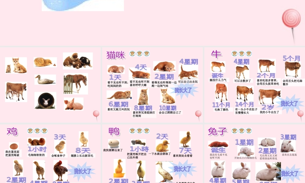 四年级科学下册 第四单元 生长与变化 第14课《小动物的生长》课件1 冀教版-冀教版小学四年级下册自然科学课件