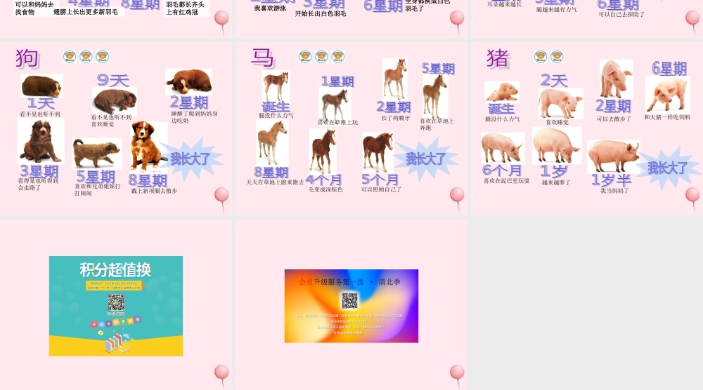 四年级科学下册 第四单元 生长与变化 第14课《小动物的生长》课件1 冀教版-冀教版小学四年级下册自然科学课件