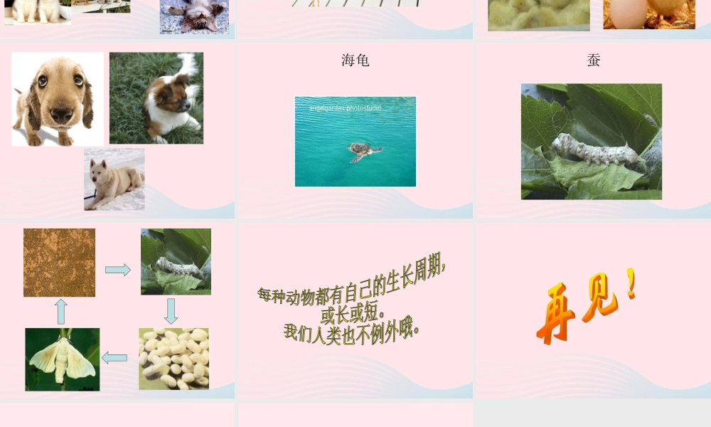 四年级科学下册 第四单元 生长与变化 第14课《小动物的生长》课件2 冀教版-冀教版小学四年级下册自然科学课件