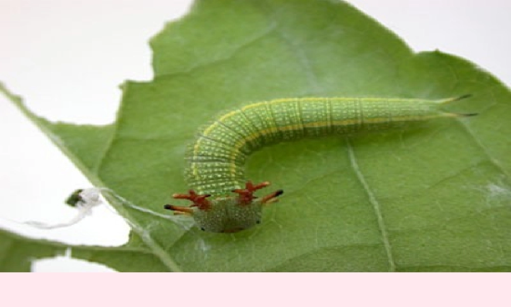 四年级科学下册 第四单元 生长与变化 第15课《毛毛虫不见了》课件1 冀教版-冀教版小学四年级下册自然科学课件