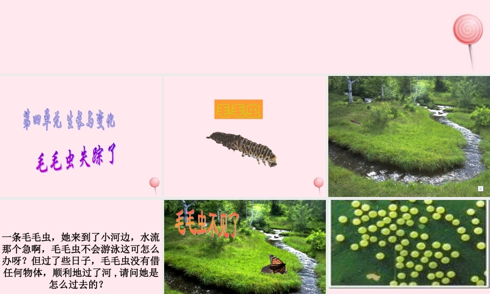 四年级科学下册 第四单元 生长与变化 第15课《毛毛虫不见了》课件1 冀教版-冀教版小学四年级下册自然科学课件