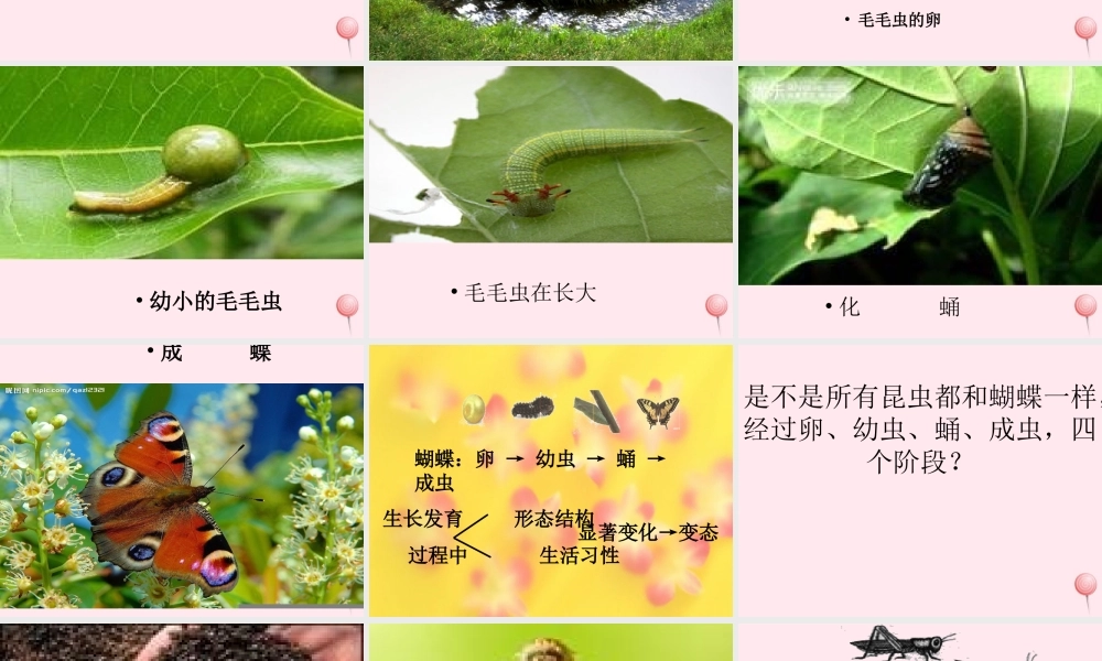 四年级科学下册 第四单元 生长与变化 第15课《毛毛虫不见了》课件1 冀教版-冀教版小学四年级下册自然科学课件