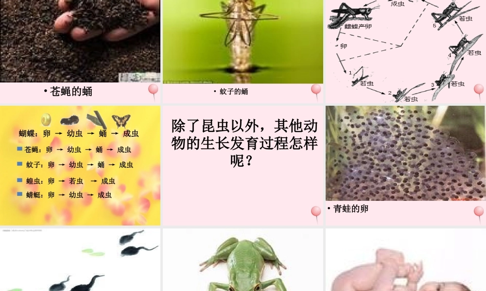 四年级科学下册 第四单元 生长与变化 第15课《毛毛虫不见了》课件1 冀教版-冀教版小学四年级下册自然科学课件