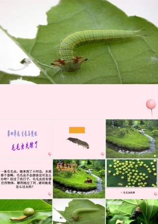 四年级科学下册 第四单元 生长与变化 第15课《毛毛虫不见了》课件1 冀教版-冀教版小学四年级下册自然科学课件