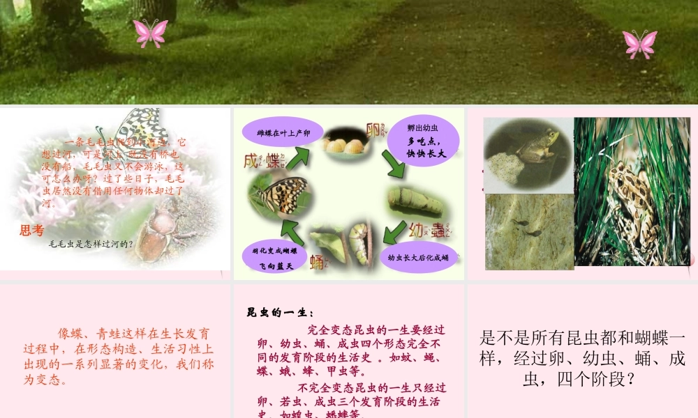 四年级科学下册 第四单元 生长与变化 第15课《毛毛虫不见了》课件2 冀教版-冀教版小学四年级下册自然科学课件