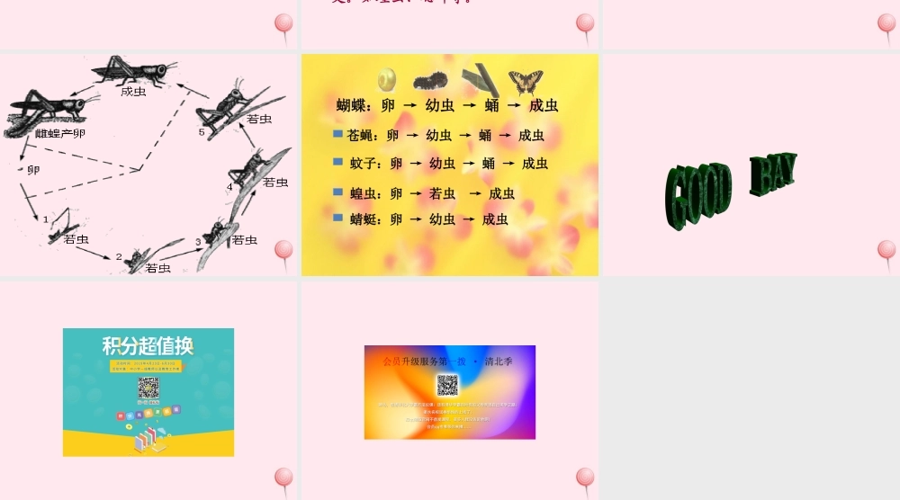 四年级科学下册 第四单元 生长与变化 第15课《毛毛虫不见了》课件2 冀教版-冀教版小学四年级下册自然科学课件