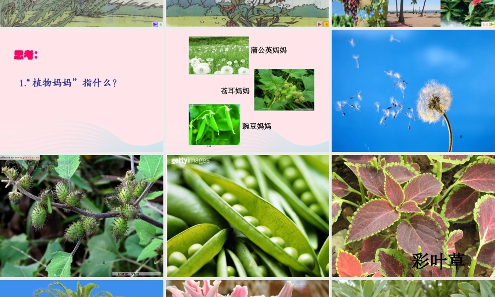 四年级科学上册 第一单元 植物的生活 第1课《植物的身体》课件（1） 青岛版五四制-青岛版小学四年级上册自然科学课件