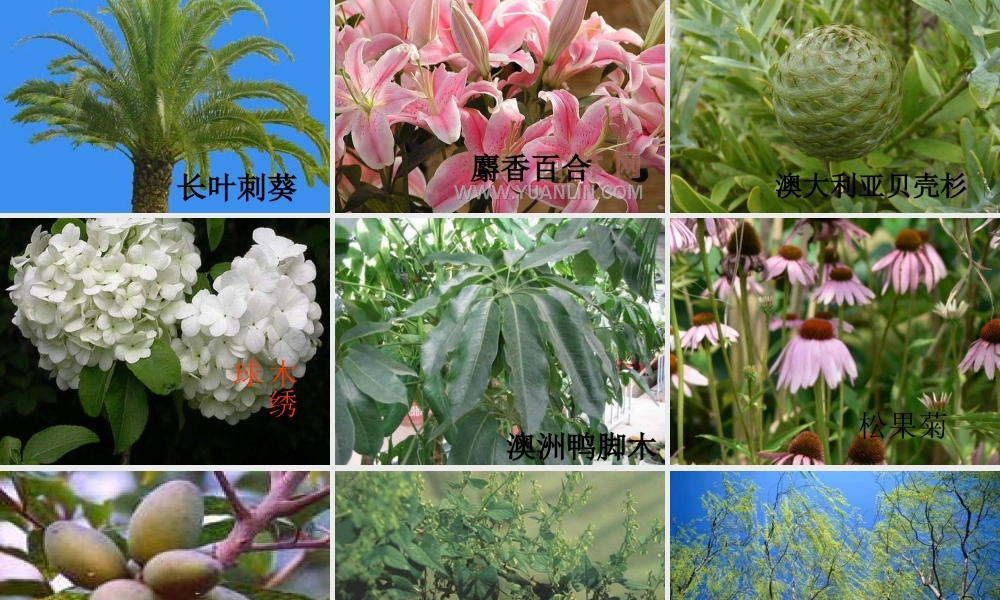 四年级科学上册 第一单元 植物的生活 第1课《植物的身体》课件（1） 青岛版五四制-青岛版小学四年级上册自然科学课件