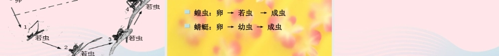 四年级科学下册 第四单元 生长与变化 第15课《毛毛虫不见了》课件3 冀教版-冀教版小学四年级下册自然科学课件