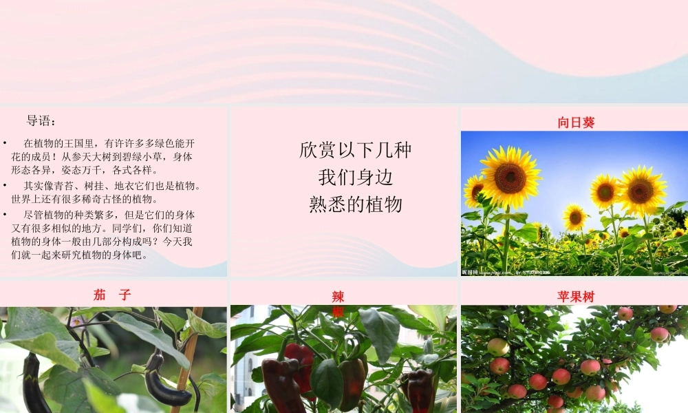 四年级科学上册 第一单元 植物的生活 第1课《植物的身体》课件（2） 青岛版五四制-青岛版小学四年级上册自然科学课件