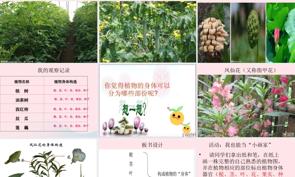 四年级科学上册 第一单元 植物的生活 第1课《植物的身体》课件（2） 青岛版五四制-青岛版小学四年级上册自然科学课件