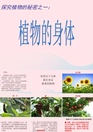 四年级科学上册 第一单元 植物的生活 第1课《植物的身体》课件（2） 青岛版五四制-青岛版小学四年级上册自然科学课件