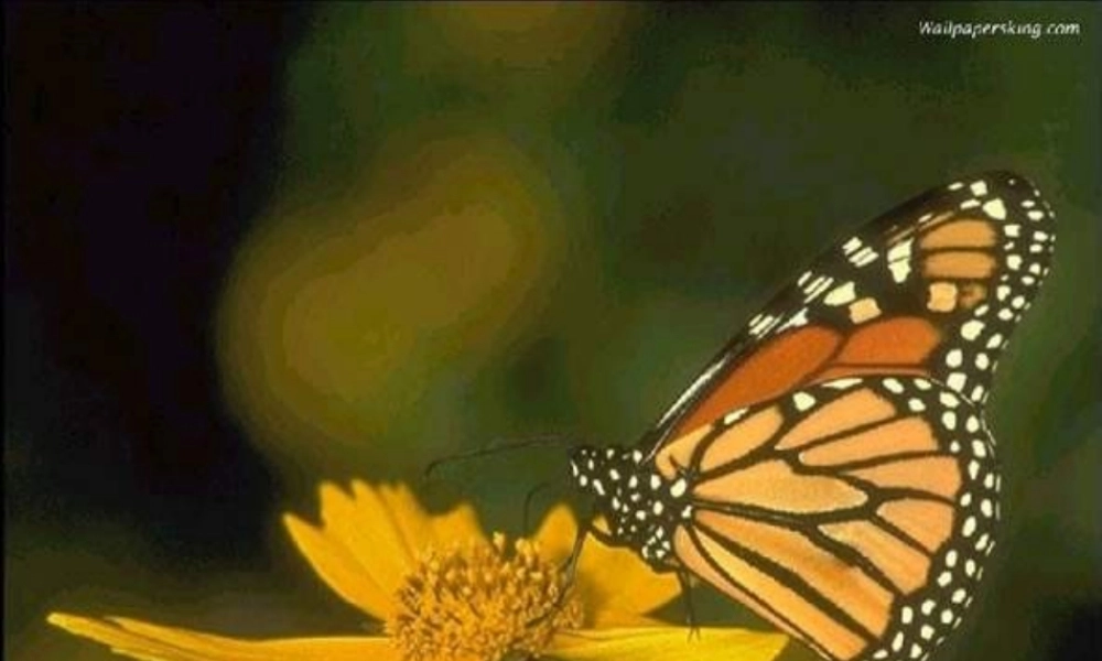 四年级科学下册 第四单元 生长与变化 第15课《毛毛虫不见了》课件4 冀教版-冀教版小学四年级下册自然科学课件